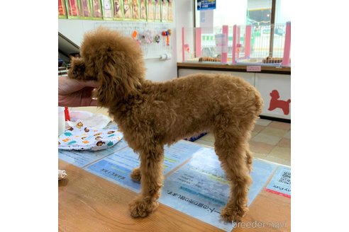 ナギちゃん1枚目